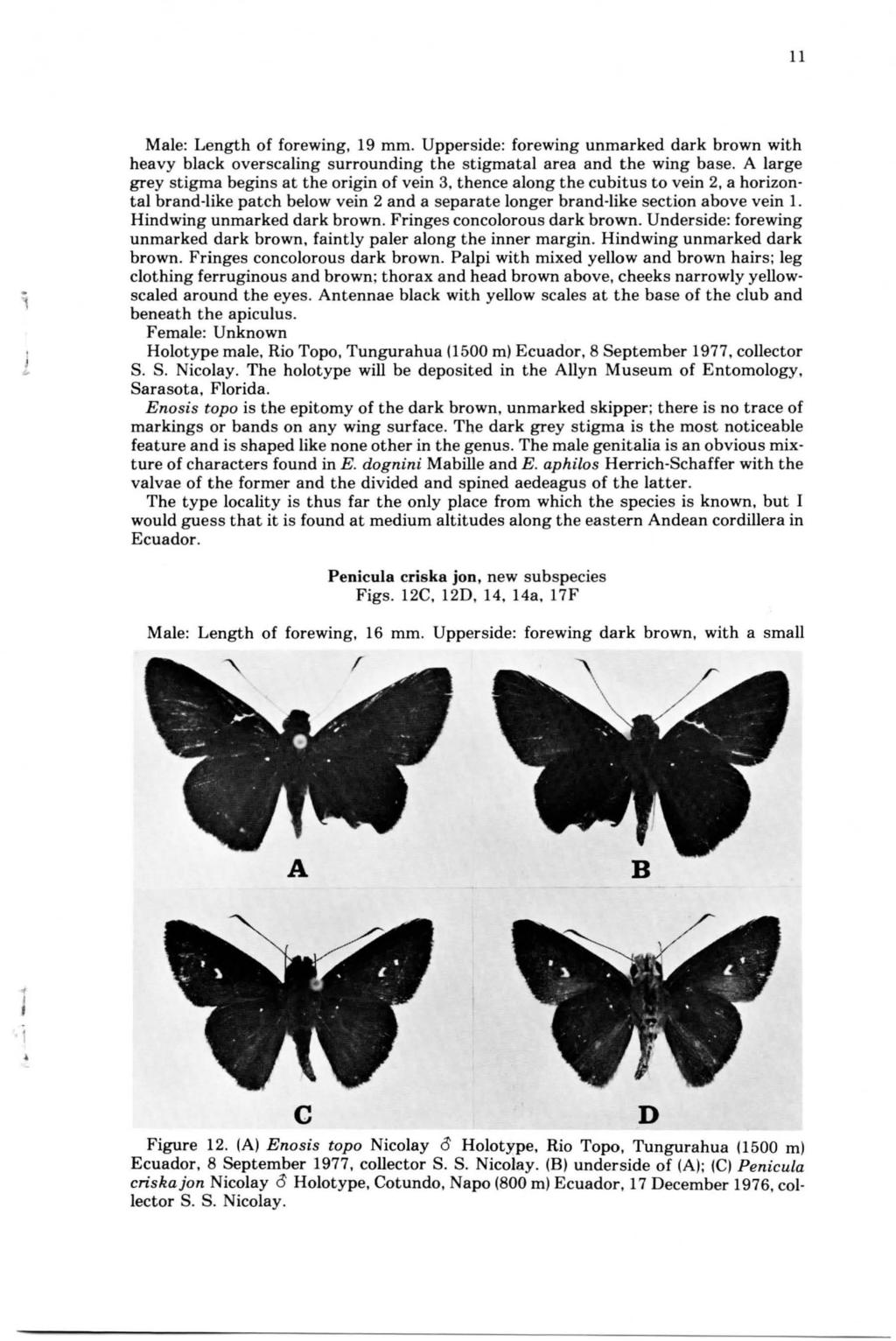 ll j " Male: Length of forewing, 19 mm. Upperside: forewing unmarked dark brown with heavy black overscaling surrounding the stigmata) area and the wing base.