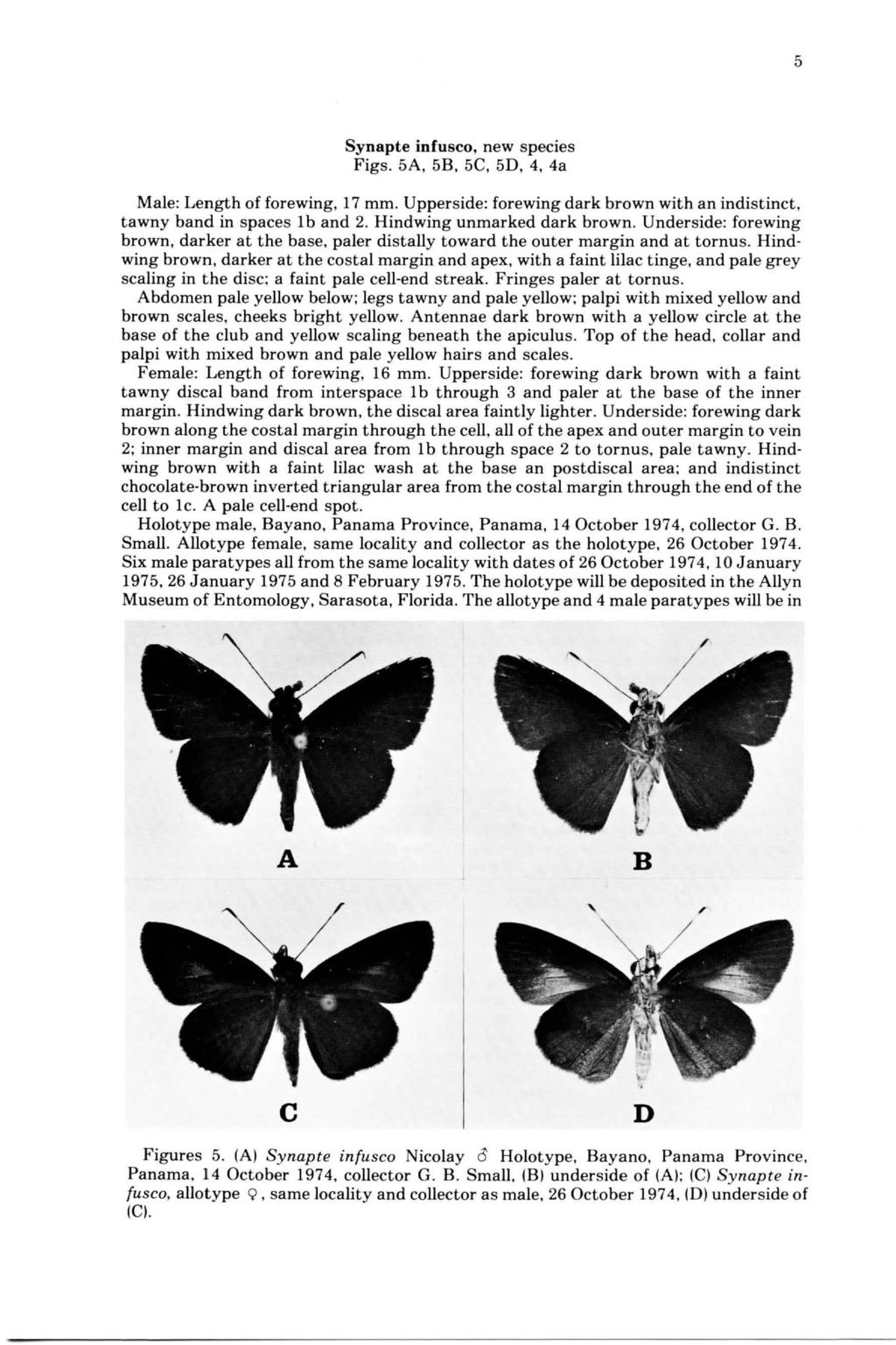 5 Synapte infusco, new species Figs. 5A, 58, 5C, 50, 4, 4a Male: Length of forewing, 17 mm. Upperside: forewing dark brown with an indistinct, tawny band in spaces 1b and 2.