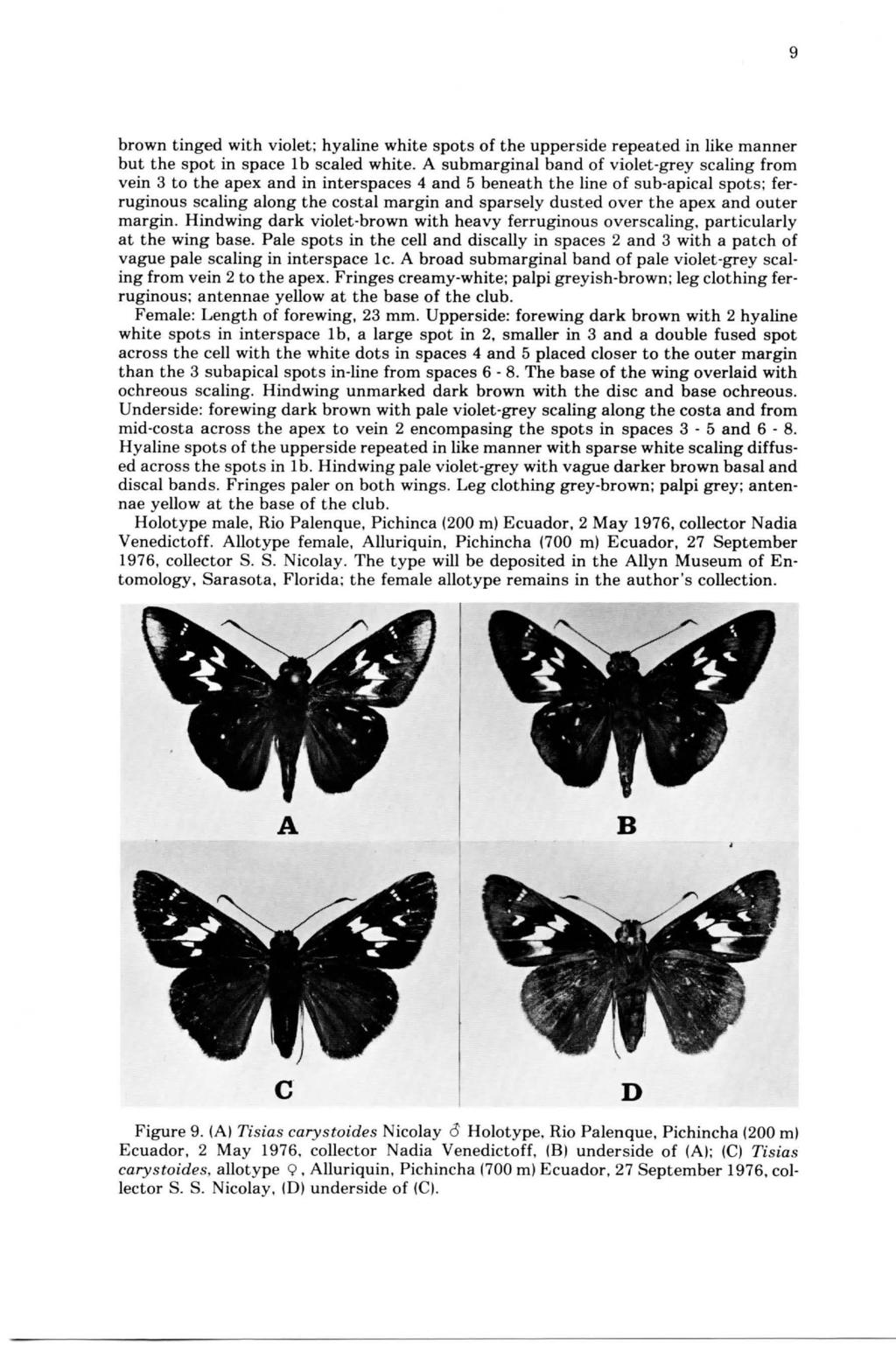 9 brown tinged with violet; hyaline white spots of the upperside repeated in like manner but the spot in space 1 b scaled white.