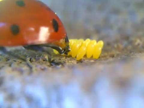 Lady beetles