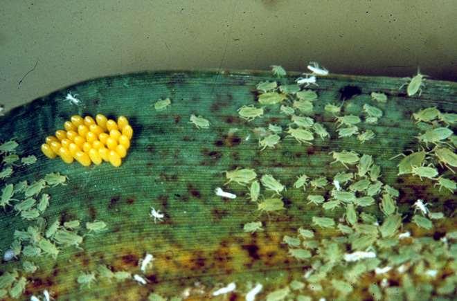 Lady beetles lay masses of eggs