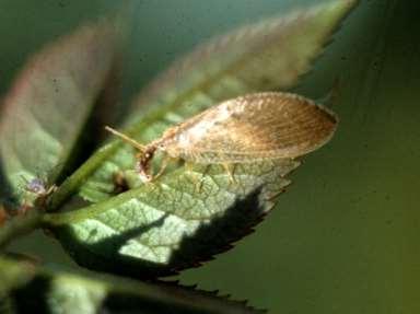Brown Lacewings