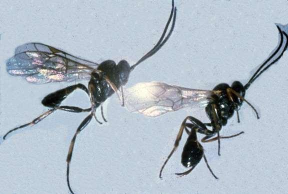 Parasitic Wasps Male