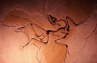 The earliest known fossil bird (Archaeopteryx) shares these features of birds but also has many ancestral features of