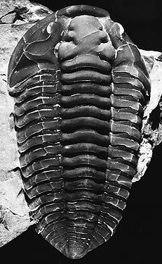 cfm Example: Trilobite evolution Samples were obtained from every three million years.