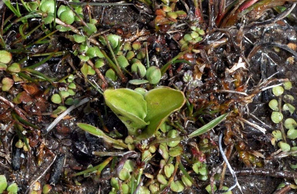 and Petalophyllum ralfsii