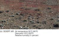 The polar air has the higher relative humidity, whereas the desert air, with the
