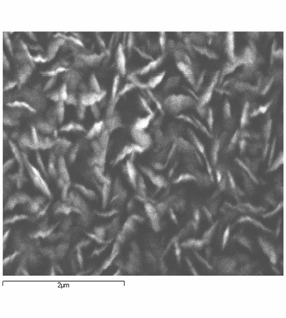 SEM picture of as grown thin film of