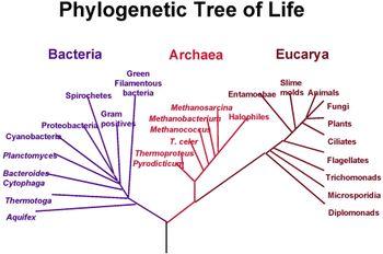 Ancestry of organisms Traits shared between organisms Morphological Fossils Genetic All organisms have DNA/RNA as their genetic