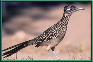 Life in the desert Coyotes, hawks, owls and roadrunners are carnivores that feed on the snakes, lizards, and small mammals of the