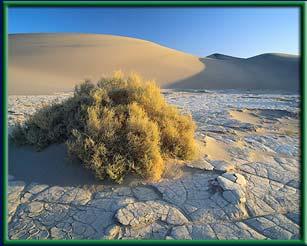 The driest deserts are drifting sand dunes.