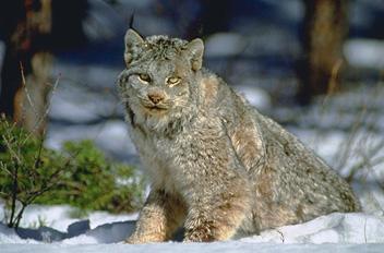 Lynx Animals