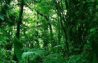 Tropical Rain Forest Found near the equator in
