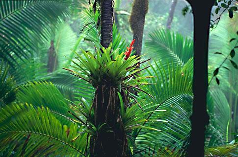 Tropical Rain Forest Soil is nutrient