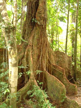 Plants of the Tropical Rain Forest Mahogany tree Notice how