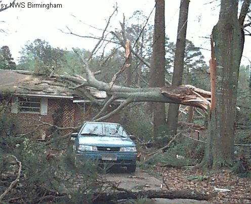 Tornadoes Effect on Ecosystems Trees damaged, stripped, or uprooted Open forest canopies to sunlight Fallen trees