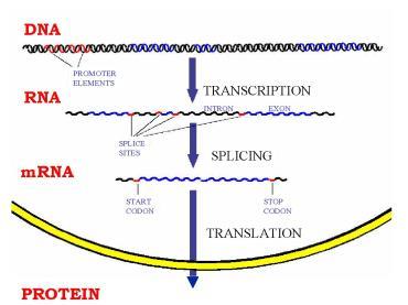 Cell communication channel