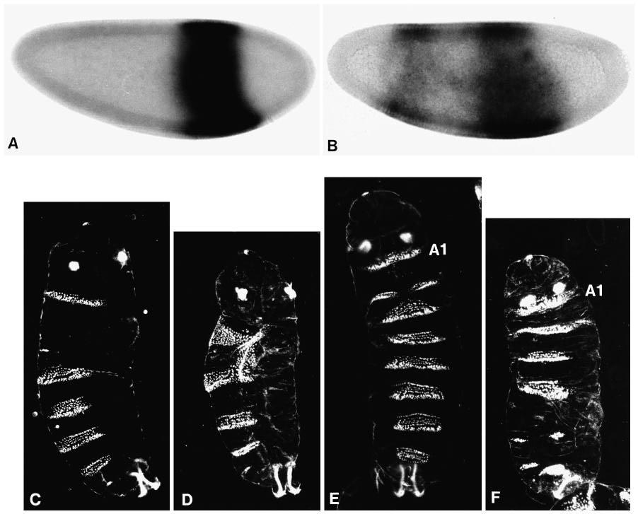 3046 C. Schulz and D. Tautz Fig. 3. Ectopic expression of gt in bcd mutant embryos caused by the hb-bcd3 UTR construct.