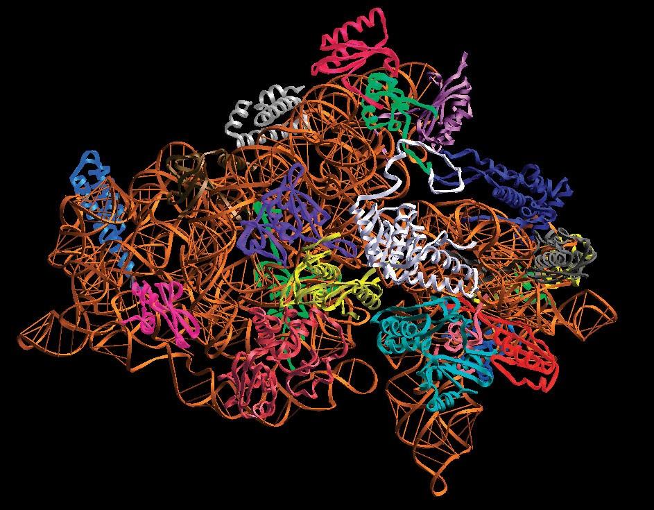 .. to the 3D structure of ribosomes > Structure of