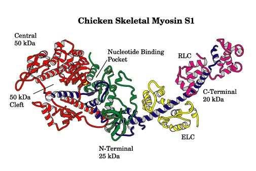 Types of motor proteins 1. Actin-based: myosins Conventional (miozin II) and nonconventional myosins Myosin families: myosin I-XVIII 2. Microtubule based motors a.