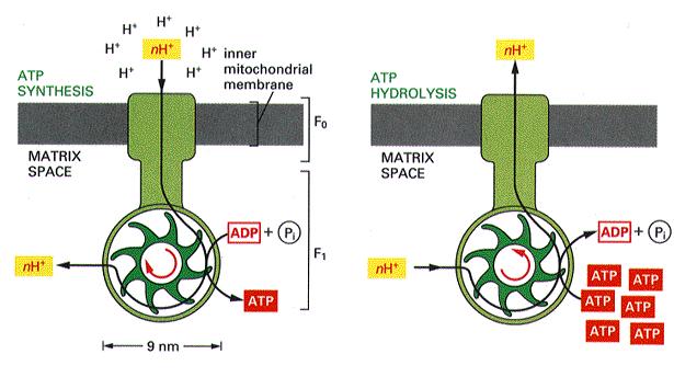 F0:membrane bound rotor;