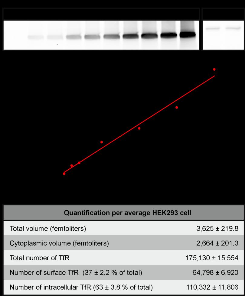 Supplementary Figure 10: Quantitative western blot of transferrin receptors (TfR) in HEK293 cells (a) Western blot of the transferrin receptors from cell lysate compared to the recombinant
