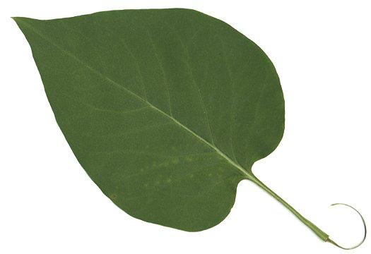 f leaf