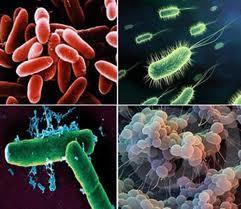 The Five-Kingdom System: Monera, Protista, Fungi, Plantae, Animalia Monera: Single-celled; lack nuclear membrane (bacteria, blue-green bacteria) Bacteria: Single-celled; lack