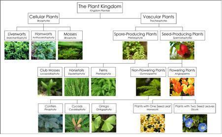 The Five-Kingdom System: Monera, Protista, Fungi, Plantae, Animalia Plantae: Multicelled; have nuclei; make their own food through photosynthesis Chlorophyll: