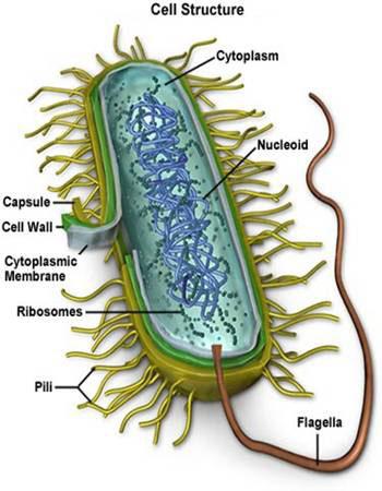 Examples of common microorganisms 1. Bacteria Single- celled, non- nucleus containing microorganism that comes in various shapes from spheres, to rods, to spirals.