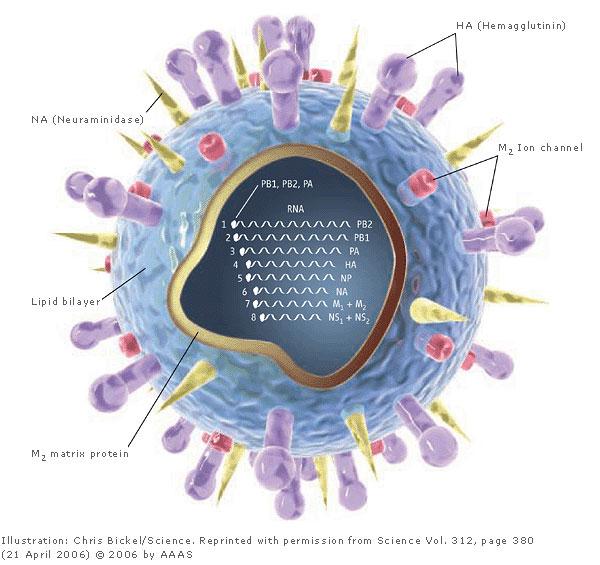 2. Virus a small acellular organism that can replicate only inside the living cells of organisms.