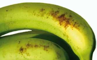 Banana rust thrips damage - Photo CIRAD Duration of the egg-adult cycle 19 to 29 days Maturity bronzing first hands of the bunch upper side of fruits caused by delayed