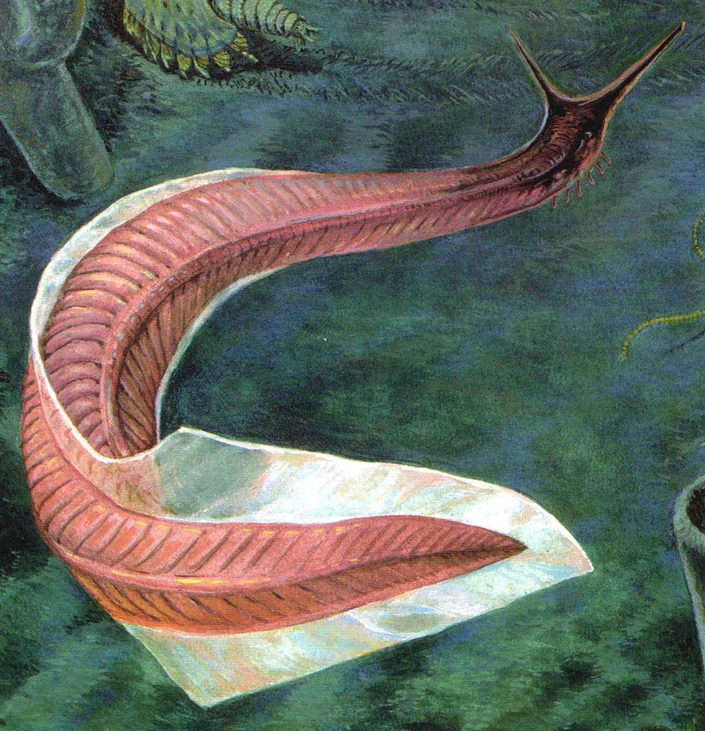 Pikaia, known from fossils of the Burgess Shale dating to 503 m.y.a., is possibly the first animal with a notochord a rod of cartilage running down inside of the length of the body to which muscles are attached.