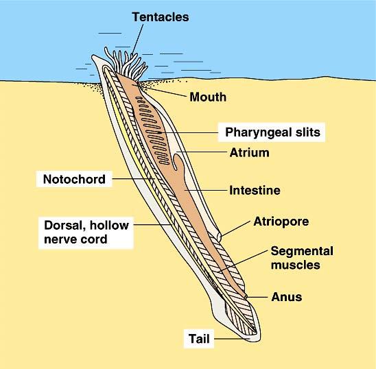 Anatomy of Amphioxus showing the