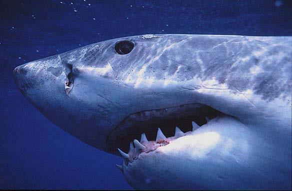 The Great White Shark is an example of a fish with jaws. Web References http://www.flmnh.ufl.