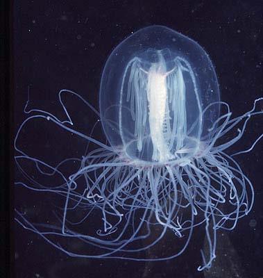 Jellyfish (Cnidarians) come in many shapes and sizes, but they all