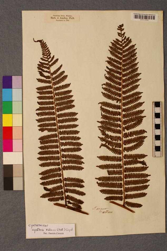 Alfred Russel Wallace s fern collection 5 Figure 1. Cyathea wallacei (Mett.) Copel. This species, collected by Wallace, was new to science and was named after him. Herbarium voucher CGI12731.