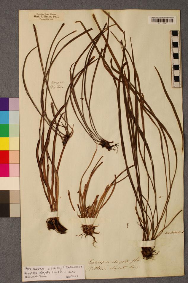 Alfred Russel Wallace s fern collection 7 Figure 3. The epiphytic species Haplopteris elongata with its characteristic long, thin leaves. Herbarium voucher CGI12711.