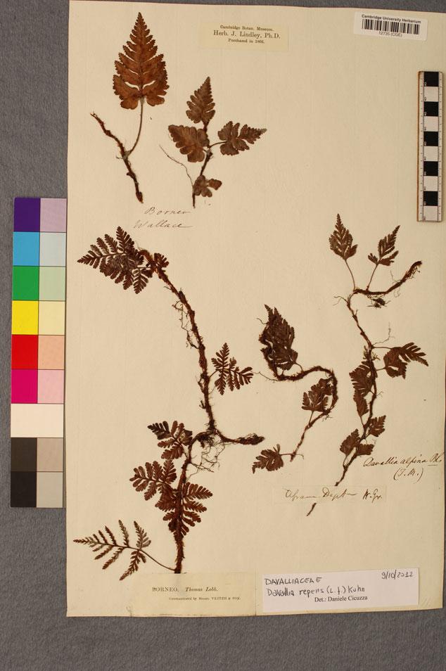 8 D. Cicuzza Figure 4. The epiphytic species Davallia repens (L.f.) Kuhn with leaves dissected in different grade. Herbarium voucher CGI12735.