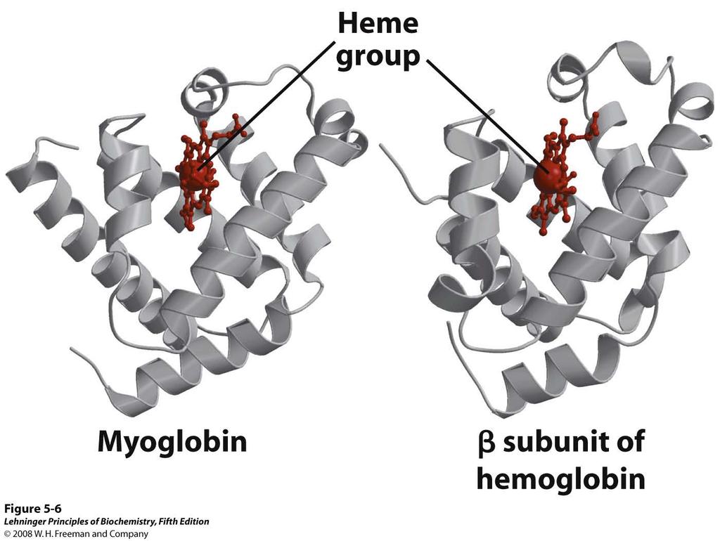 Notice the high degree of 3-dimensional structural similarity between myoglobin and hemoglobin.