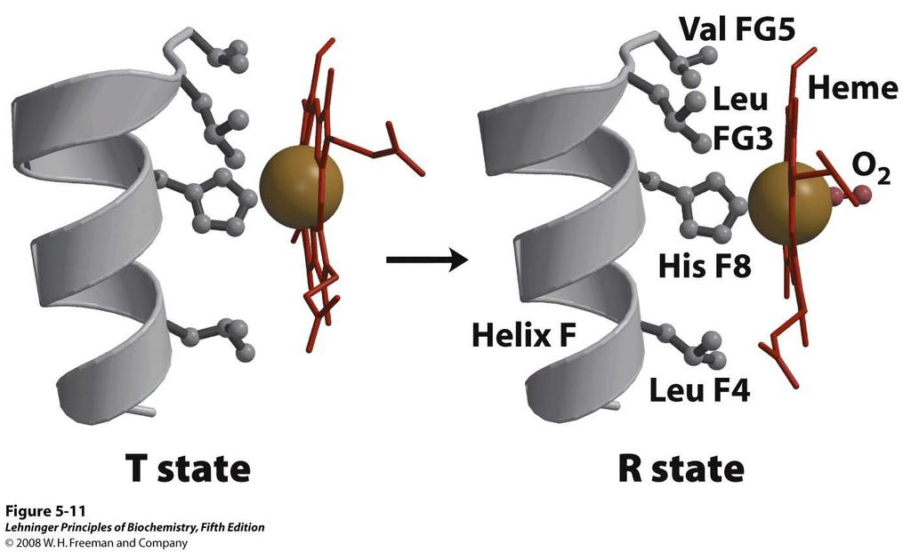 A shift in the position of the F helix when the heme binds O 2