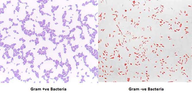 CELL WALL TWO TYPES OF CELL WALLS IN EUBACTERIA 1. GRAM POSITIVE BACTERIA CELL WALL MADE OF PROTEIN AND SUGAR TURN PURPLE AFTER GRAM STAINING THICK WALL RETAINS STAIN 2.