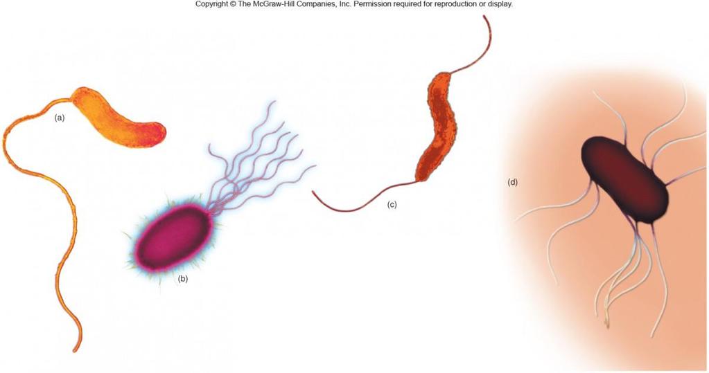 MOVEMENT SOME DO NOT MOVE THOSE THAT MOVE VIA FLAGELLA WHIP LIKE STRUCTURES VIA