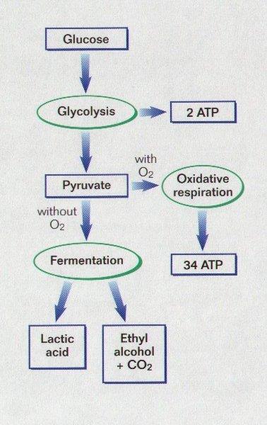 USING/RELEASING ENERGY PROCESS BY WHICH NUTRIENTS ARE BROKEN DOWN TO PROVIDE ENERGY CELLULAR RESPIRATION, FERMENTATION OR BOTH A. OBLIGATE AEROBES NEED OXYGEN TO LIVE (EG. TUBERCULOSIS) B.