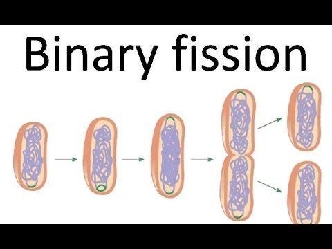 BINARY FISSION ASEXUAL REPRODUCTION METHOD OF REPRODUCTION FOR MOST BACTERIA OCCURS UNDER NORMAL