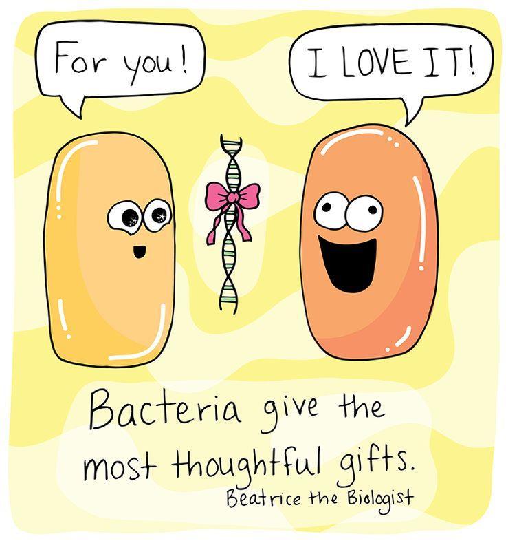 BETWEEN BACTERIA CELLS CELL TO