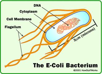 EUBACTERIA LARGER OF THE TWO KINGDOMS WIDE RANGE OF ORGANISMS LIVE ALMOST EVERYWHERE FRESH WATER, SALT WATER, LAND, HUMAN BODY SURROUNDED BY A CELL WALL