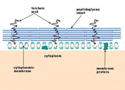 ribosomes Cell Wall Gram Positive