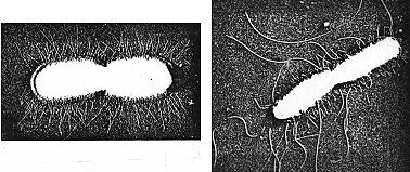 Flagella Flagella are protein appendages that enable bacteria to move: Peritrichous bacteria flagella around perimeter of bacteria Lophotrichous bacteria tuft of flagella at 1 end