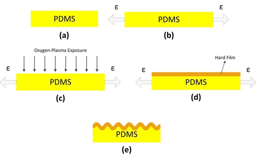 Figure 21: Wrinkles formation process on PDMS: (a) clean non-defected piece of PDMS substrate is chosen; (b) PDMS substrate is stretched; (c) stretched PDMS is exposed upon